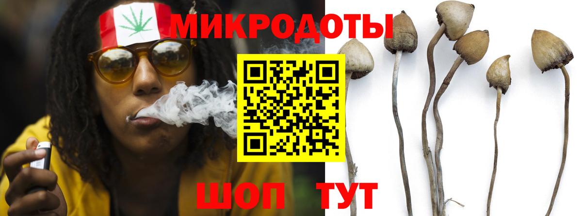 Псилоцибиновые грибы Psilocybine cubensis Усть-Джегута